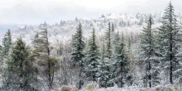 Snow-covered evergreen trees and a frosty winter landscape. On page for A Swannanoa Solstice.