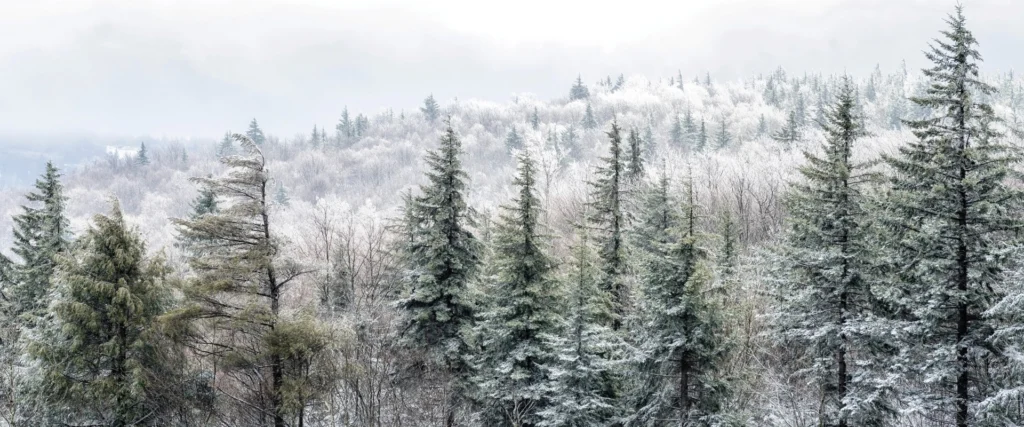 Snow-covered evergreen trees and a frosty winter landscape. On page for A Swannanoa Solstice.