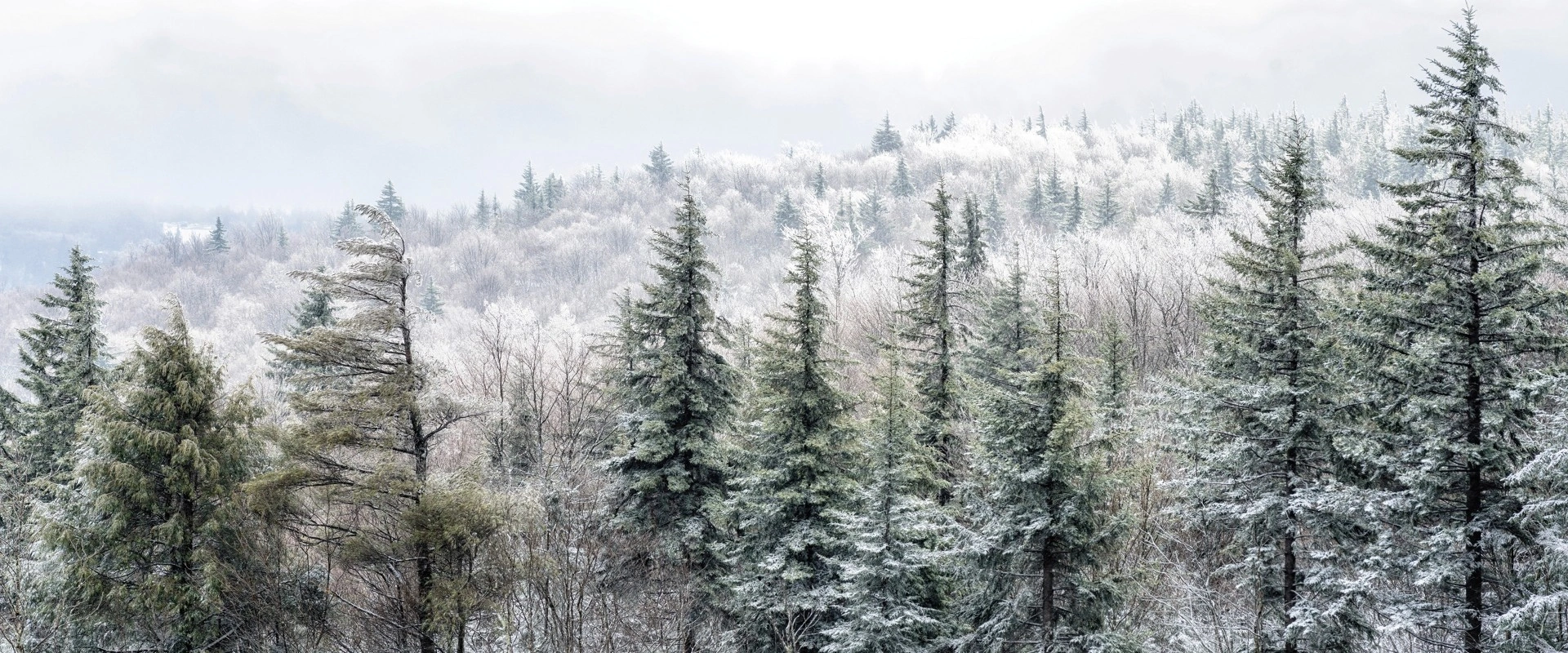 Snow-covered evergreen trees and a frosty winter landscape. On page for A Swannanoa Solstice.